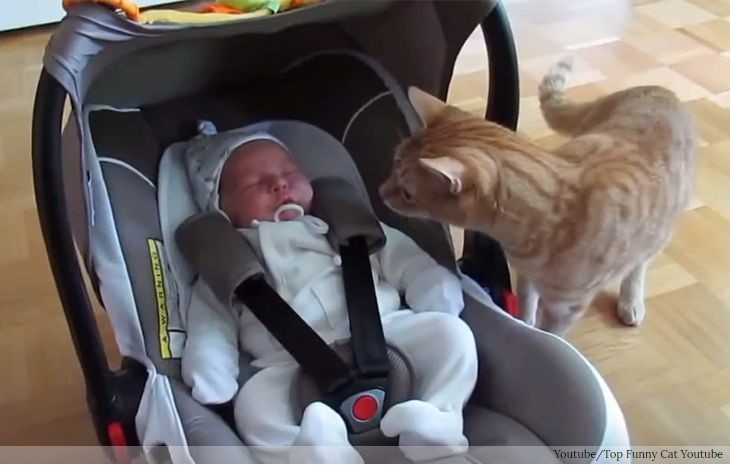 VIDEO: Katze trifft zum ersten Mal auf ein Baby - ein magischer Moment!